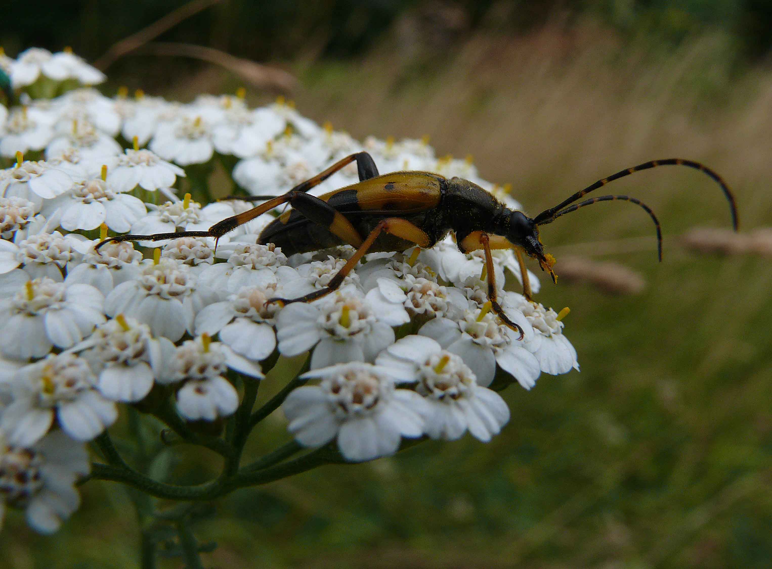 Cerambicide giallo e nero su achillea millefoglie